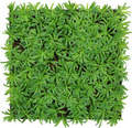 Jangal Modular Wall plantepanel 52 x 52 cm - Podocarpus Tea Tree